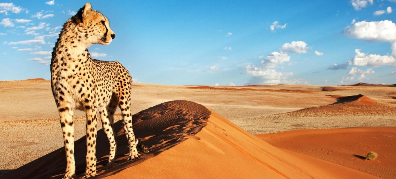 Cosa Bisogna sapere per organizzare un viaggio in Namibia?