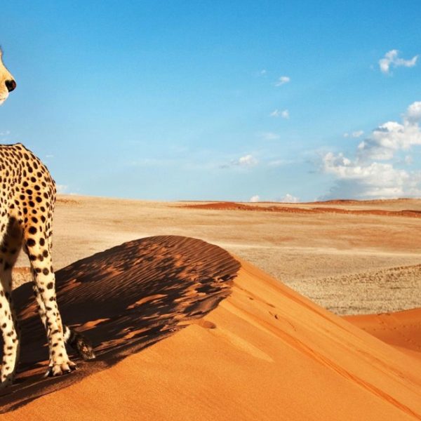 Cosa Bisogna sapere per organizzare un viaggio in Namibia?