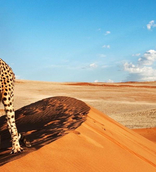 Cosa Bisogna sapere per organizzare un viaggio in Namibia?