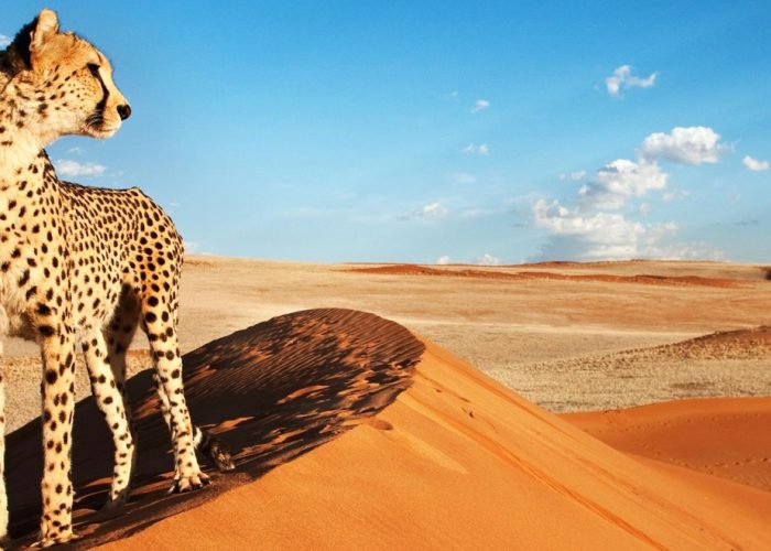 Cosa Bisogna sapere per organizzare un viaggio in Namibia?