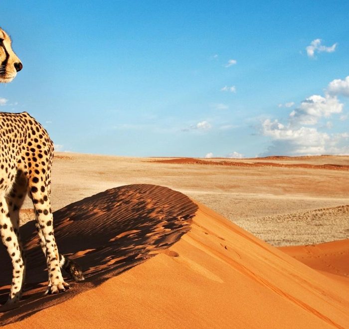 Cosa Bisogna sapere per organizzare un viaggio in Namibia?