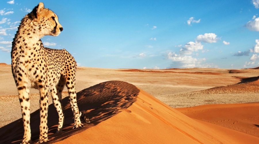 Cosa Bisogna sapere per organizzare un viaggio in Namibia?
