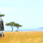 safari-in-africa-con-AfroNine