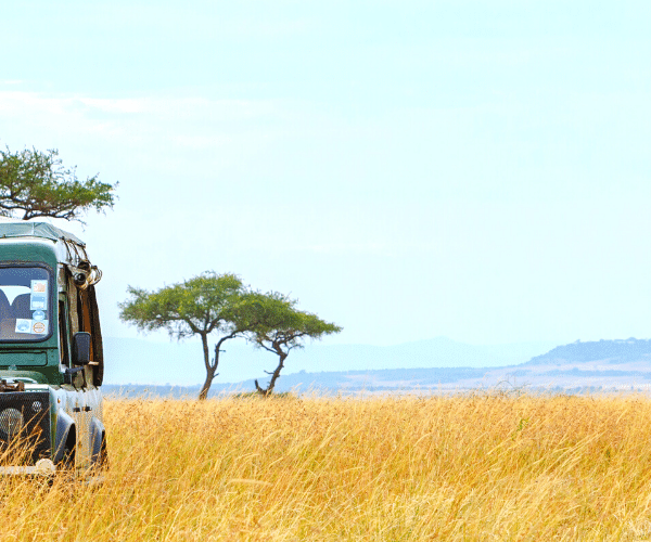 safari-in-africa-con-AfroNine