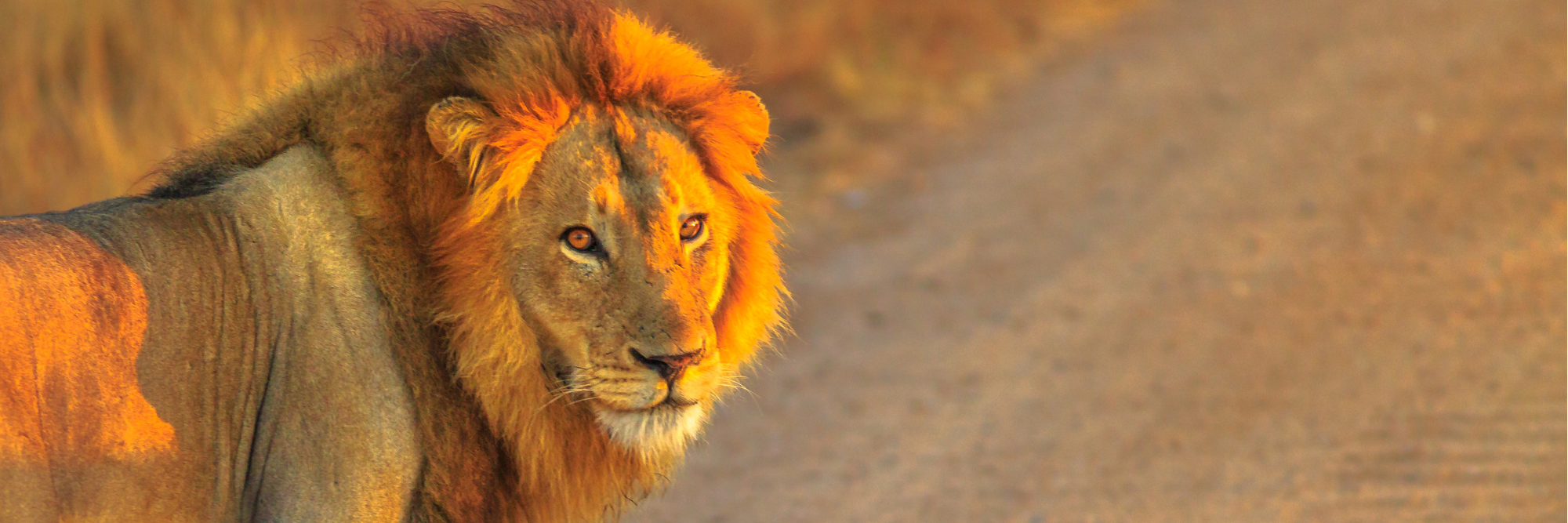 safari malaria free